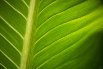 close up green leaf natural texture background
