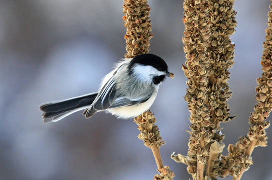 Black-capped chickadee
