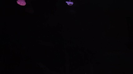 Super slow motion of coloured inks in water. Isolated on black background. Filmed on high speed cinema camera.