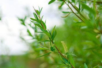 close up green leaves of tree, natural summer or spring greenery backdrop