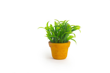 Plant in a vase white background