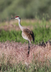 Sandhill crane