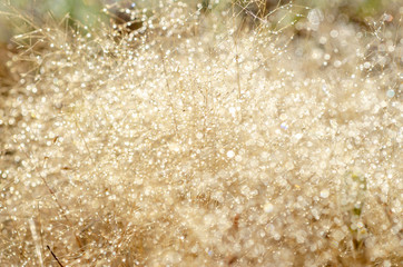 Bokeh pattern and water droplets on the blurred grass