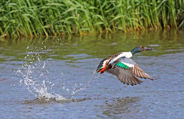 Northern shoveler