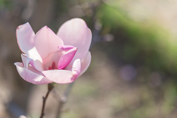 Beautiful delicate pink magnolia flower