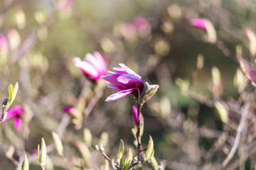 Beautiful magnolias in the garden