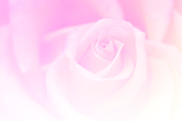 Fototapeta na wymiar Blurred roses with blurred pattern background