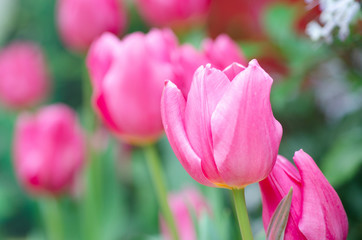 Tulip flowers with blurred pattern background
