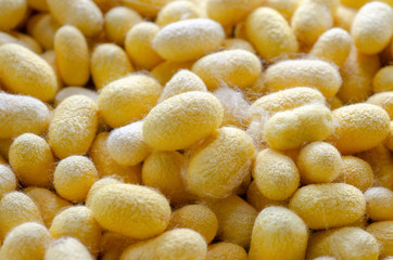 cocoon hand made of raw thread silk clothing