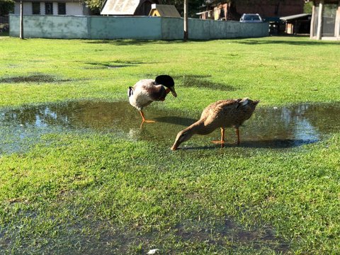 Ente
