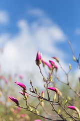 Blossoms of pink magnolia in the garden