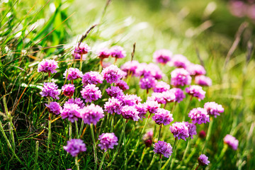 A close-up picture of a purple flowers