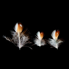 Federn feathers Zebrafink zebra finch braun brown white weiss drei three triptychon (2954)