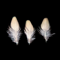 Federn feathers Zebrafink zebra finch white weiss drei three triptychon (2950)