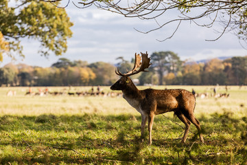 Close-up shot of a Red Deer grazing in Phoenix Park, Dublin, Ireland. Characterized by its white spots, this deer is the most commonly encountered type of deer in Ireland