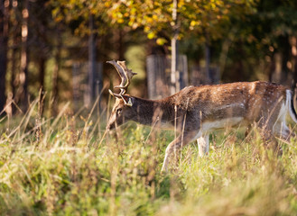 Close-up shot of a Red Deer grazing in Phoenix Park, Dublin, Ireland. Characterized by its white spots, this deer is the most commonly encountered type of deer in Ireland