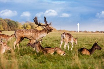 Naklejka na ściany i meble Wild Irish fauna, a herd of wild deer which roam and graze in Phoenix Park, Dublin, Ireland