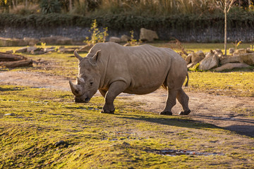 Fototapeta premium A rhino in dust at sundown in Dublin City Zoo, Ireland