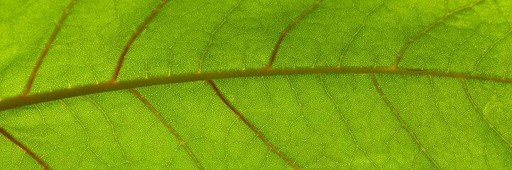 capillaries and the green leaf surface of a plant in sunlight, close-up.