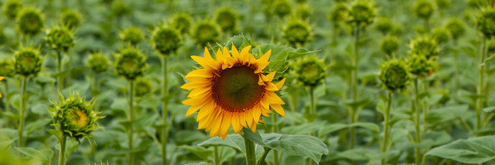 Blooming Sunflower Flower Against the Background of Unblown Sunflowers in the Field. Web Banner.