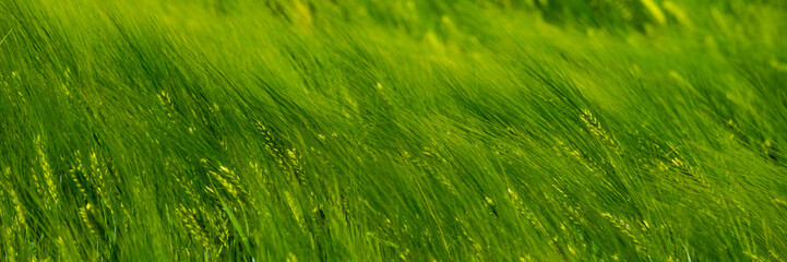 Blurred background, ears of young green wheat swaying in the wind.