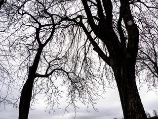 OLYMPUS DIGITAL CAMERA - TREES