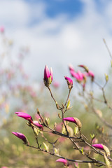 Buds of a blooming magnolia