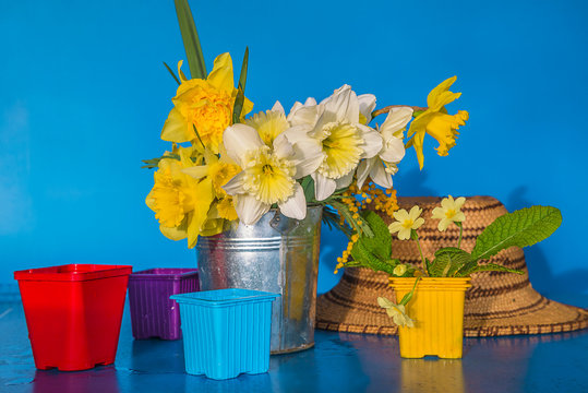Spring gardening concept: bouquet of white and yellow daffodils, primerose, flower pots and vintage straw hat on bright blue background