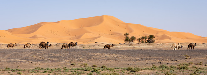 Fototapeta na wymiar Dromadaires devant les dunes de Merzouga au Maroc