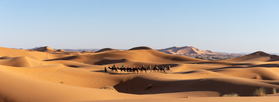 Dromadaires dans le désert du Sahara au Maroc