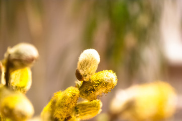 Beautiful early spring willow twigs with catkins