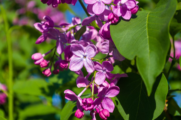 Obraz premium Green branch with spring blossoming ilac flowers