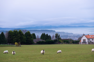 Rams graze on a green hill amid beautiful houses and misty mountains and river
