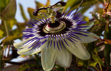 Passionsblume