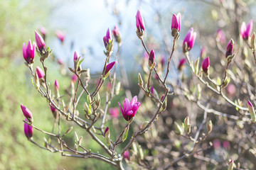 Gorgeous blooming magnolia flower