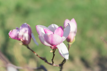 Gorgeous blooming magnolia in the spring garden