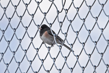 Dark-eyed junco in chain link fence