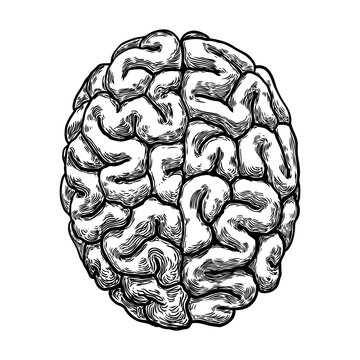 Engraving hand drawn left and right hemispheres brain. Top view isolated on white background. Vector.