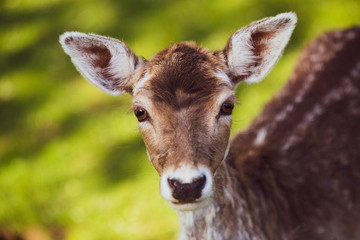 deer face closeup