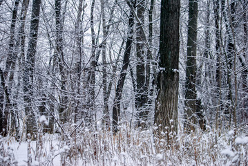 trees in winter