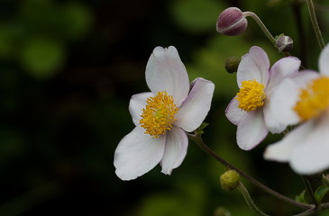 Flower Blume