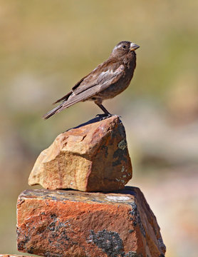 Black Rosy Finch