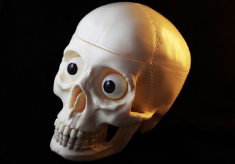 Artificial human skull on black background
