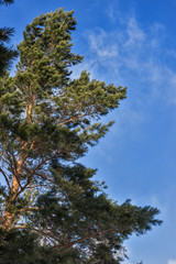 Obraz premium tree and sky