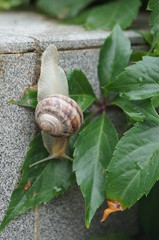 snail on grape leaves