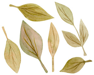 Isolated on white background of hand drawn watercolor delicate leaves. Design for wedding invitation, fabric, packaging, textile, cover, postcard, paper, greeting cards, blog. Green cute wildflowers.