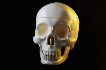 Artificial human skull on black background