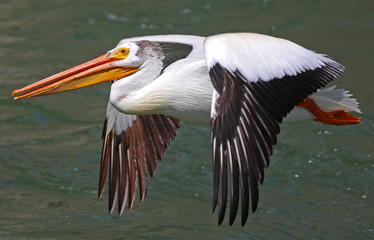 Pelican