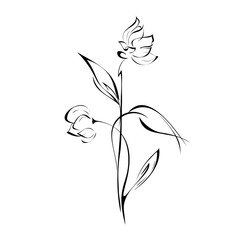 two flower buds on stems with pointed leaves in black lines on white background
