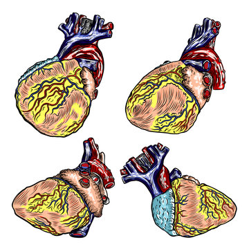 Set of Realistic human heart. Vintage style hand drawing. Cartoonish flash tattoo design engraving. Vector.